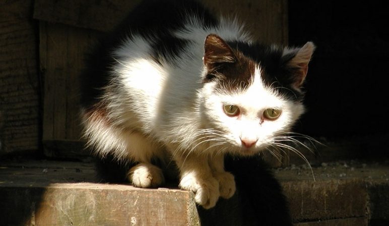 Video Ecco I Gatti Imprigionati Nel Furgone La Provincia Di Biella