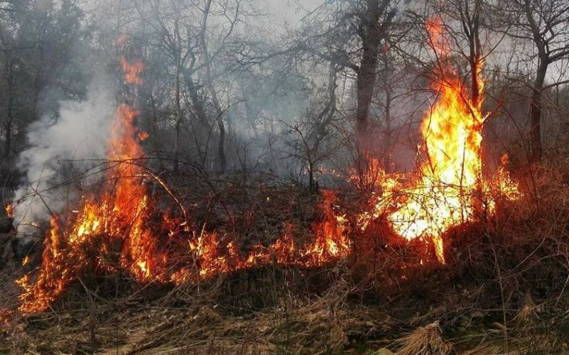 Nel Biellese Stato Di Massima Pericolosit Per Gli Incendi Boschivi