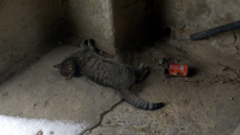 Tre Gatti Morti Per Avvelenamento In Pochi Giorni La Provincia Di