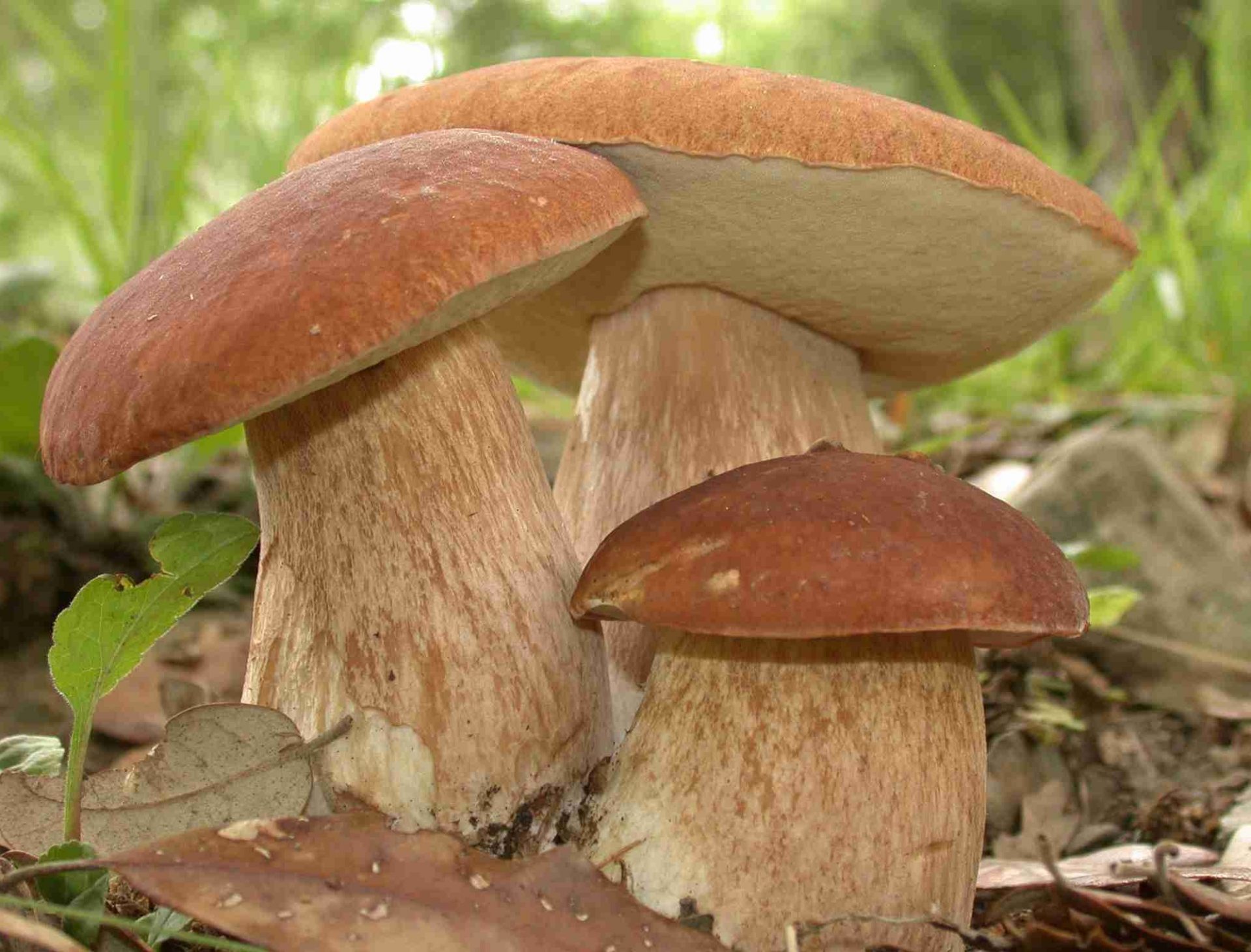 La foto dei funghi più belli 2023, al via un nuovo concorso per i nostri lettori