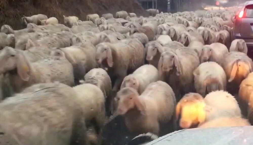 pecore sulla strada