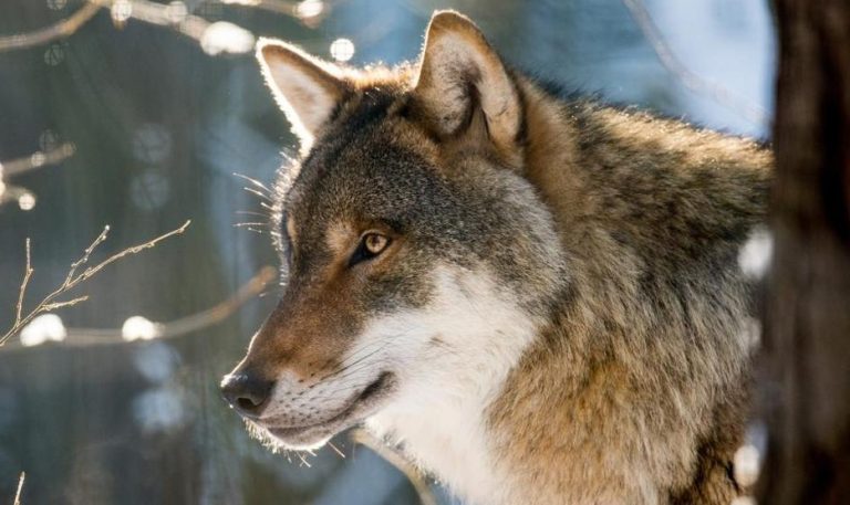 Lupi In Piemonte Ci Sono 22 Branchi Nel Biellese Un Solo Esemplare 