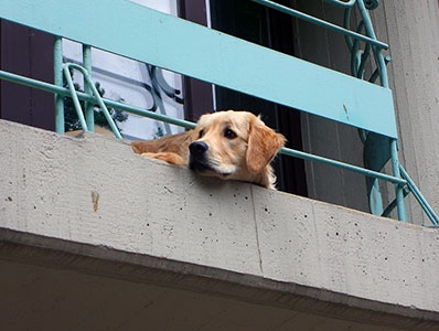 Cane solo sul balcone