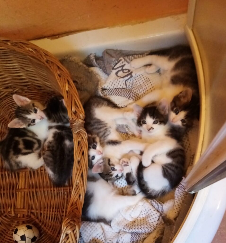 Bellissimi Gattini Cercano Casa Svezzati E Sverminati Sono Adottabili Da Fine Luglio