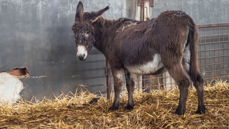 In Vista Della Giornata Mondiale Degli Animali Settimana Di Solidarieta Per Il Rifugio Degli Asinelli