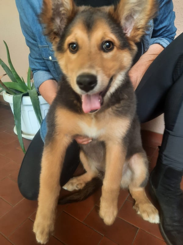 cane smarrito