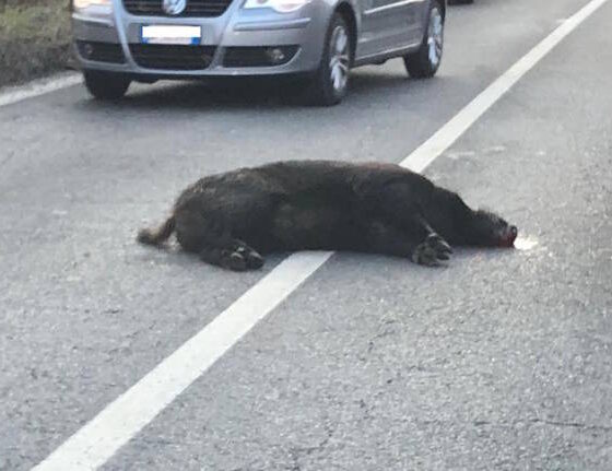 Spunta un cinghiale in strada: auto lo centra in pieno nella notte