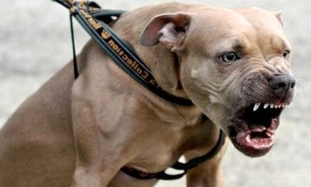 Pitbul fugge da un'abitazione di Occhieppo Superiore. E' stato un abitante della zona ad accorgersi del fatto e a chiamare preoccupato i carabinieri.