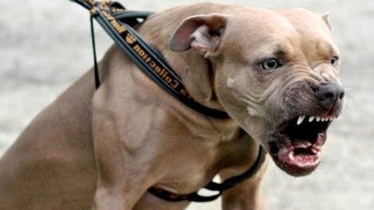 Pitbul fugge da un'abitazione di Occhieppo Superiore. E' stato un abitante della zona ad accorgersi del fatto e a chiamare preoccupato i carabinieri.