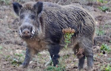 Ucciso da un cinghiale durante una battuta di caccia