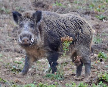 Ucciso da un cinghiale durante una battuta di caccia