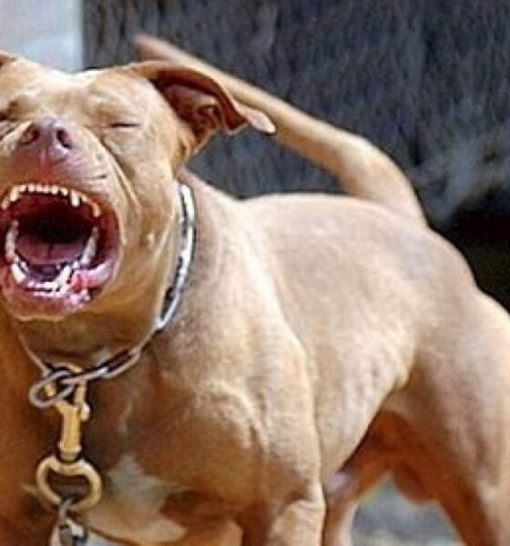 Sindaco aggredito da due pitbull mentre corre nei boschi