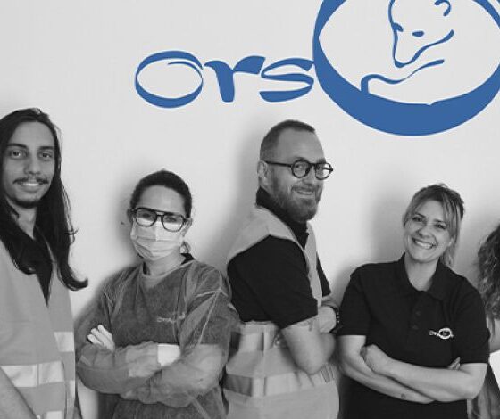 orso blu