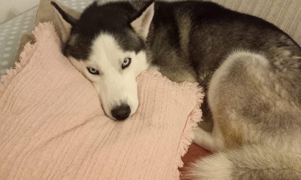 Bing, husky siberiano