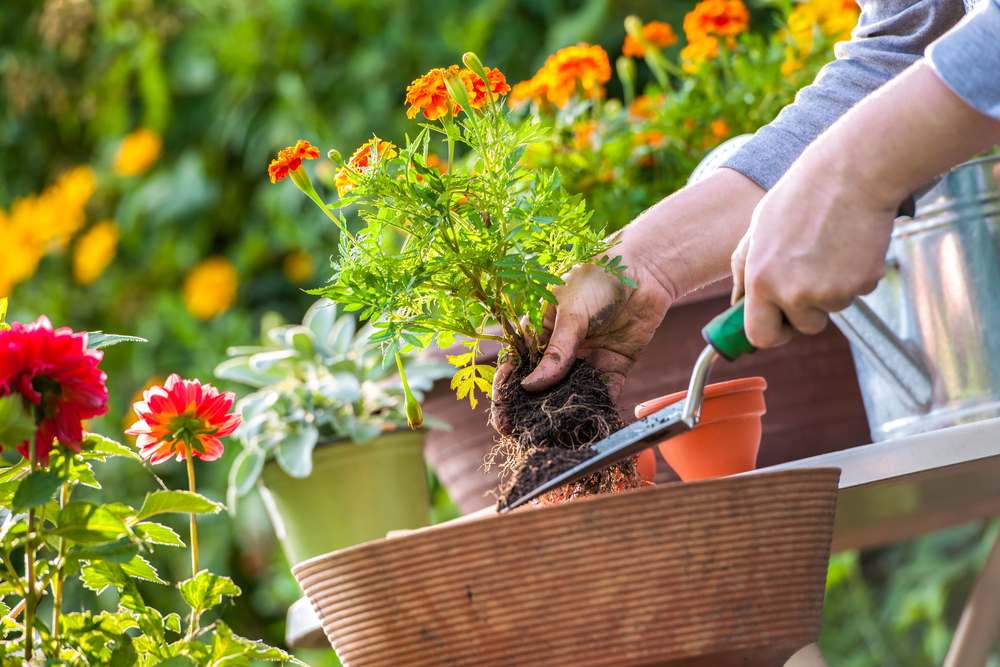 Giardino fiorito (© Depositphotos)