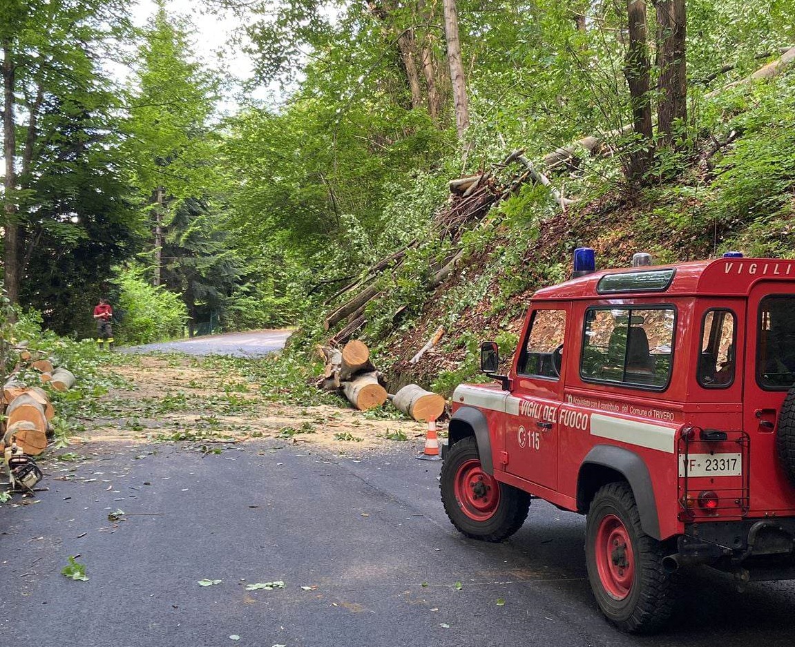 Cade un grosso albero a Salussola