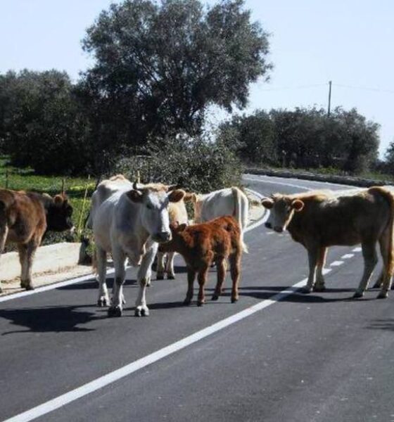 Auto travolge delle mucche, poi viene tamponata