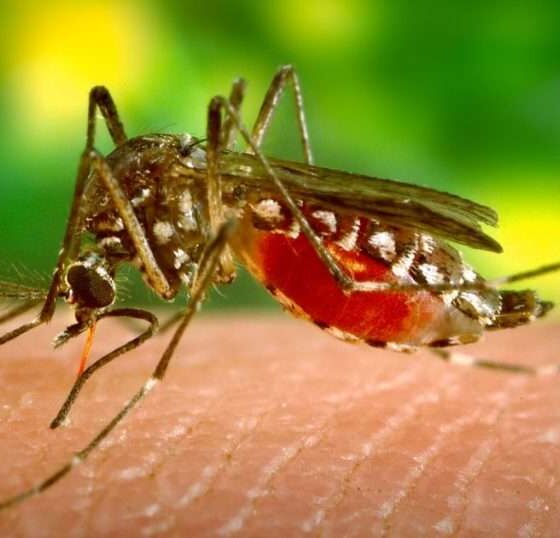 West Nile, positivo anche un abitante di Candelo