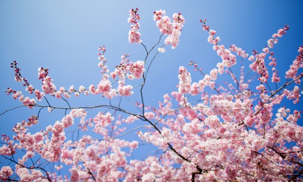 Finalmente è arrivata la primavera. Nonostante si creda che il giorno dell'Equinozio di Primavera sia il 21 Marzo, in realtà per tutto il resto di questo XXI secolo non sarà così: cadrà, come in questo 2024, il 20 Marzo, e in qualche caso addirittura il 19 Marzo. 