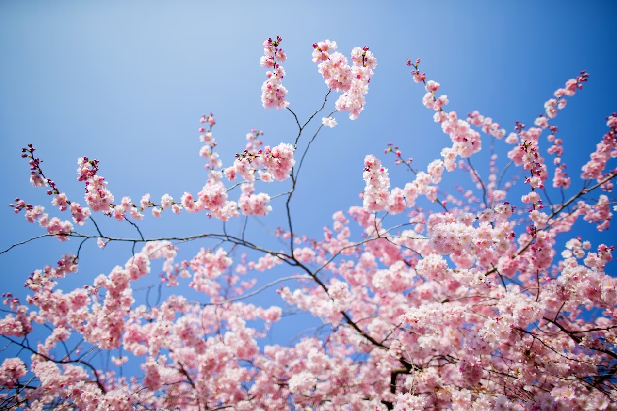 Finalmente è arrivata la primavera. Nonostante si creda che il giorno dell'Equinozio di Primavera sia il 21 Marzo, in realtà per tutto il resto di questo XXI secolo non sarà così: cadrà, come in questo 2024, il 20 Marzo, e in qualche caso addirittura il 19 Marzo. 