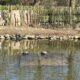 Le tartarughe stanno bene. Non ha dubbi l'assessore alla tutela dei parchi Gigliola Topazzo sulle “condizioni” di salute dei piccoli ospiti del laghetto di Chiavazza.