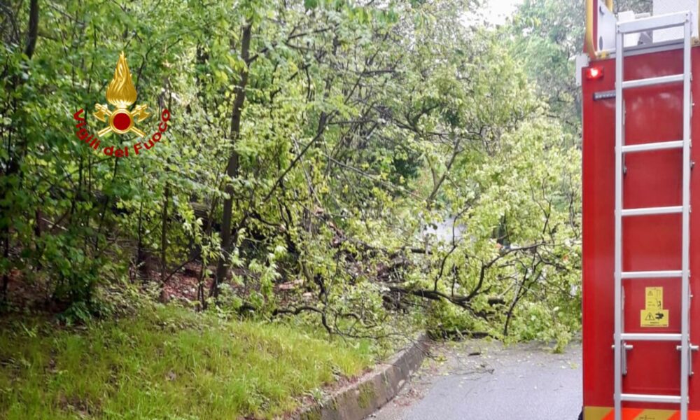 Cade un albero a Mongrando. I vigili del fuoco di Biella sono intervenuti oggi pomeriggio a Mongrando, in via Truccobello, per un grosso albero che era caduto e ostruiva la strada.