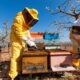 Camion pieno di api resta in panne a Mottalciata