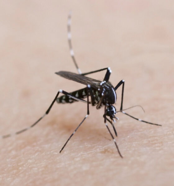 possono trasmettere virus dannosi per la salute