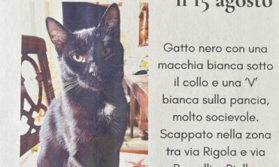 Ritrovato il gatto