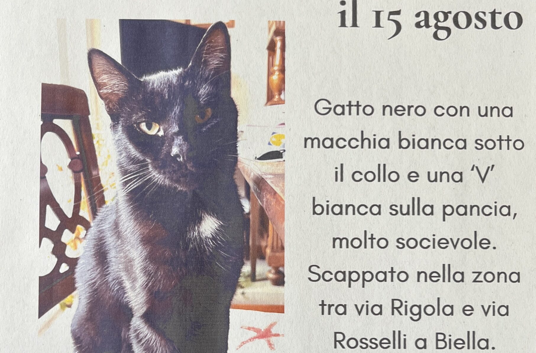 Ritrovato il gatto