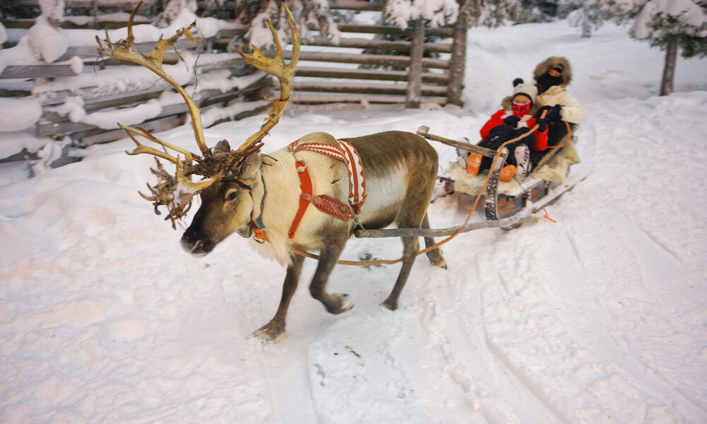 Slitta invernale in Lapponia