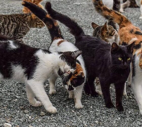 Gatti