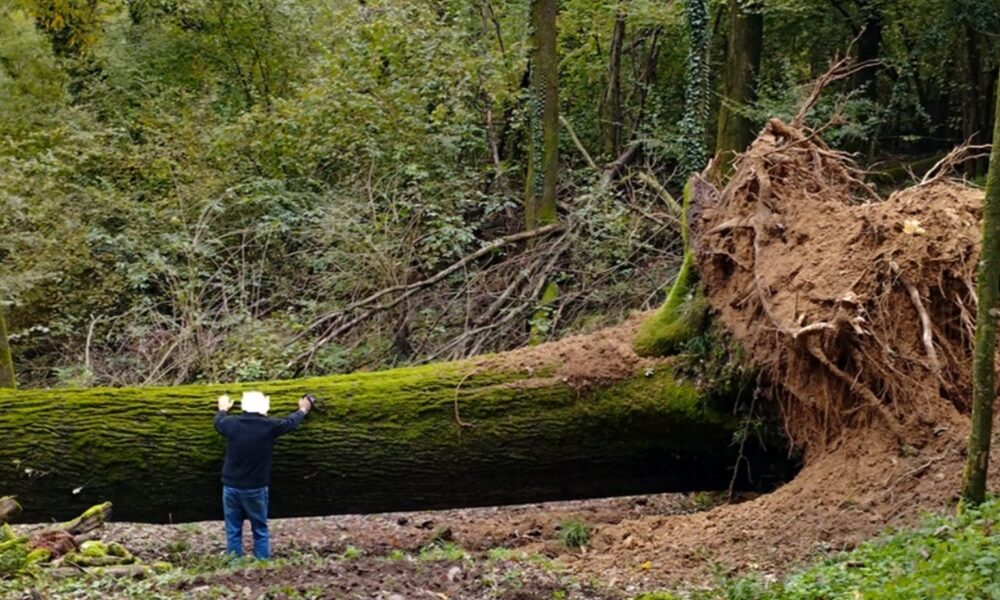 la miss quercia biellese abbattuta dalle piogge