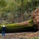 la miss quercia biellese abbattuta dalle piogge