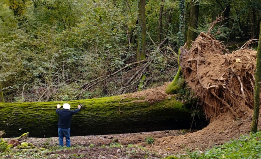 la miss quercia biellese abbattuta dalle piogge