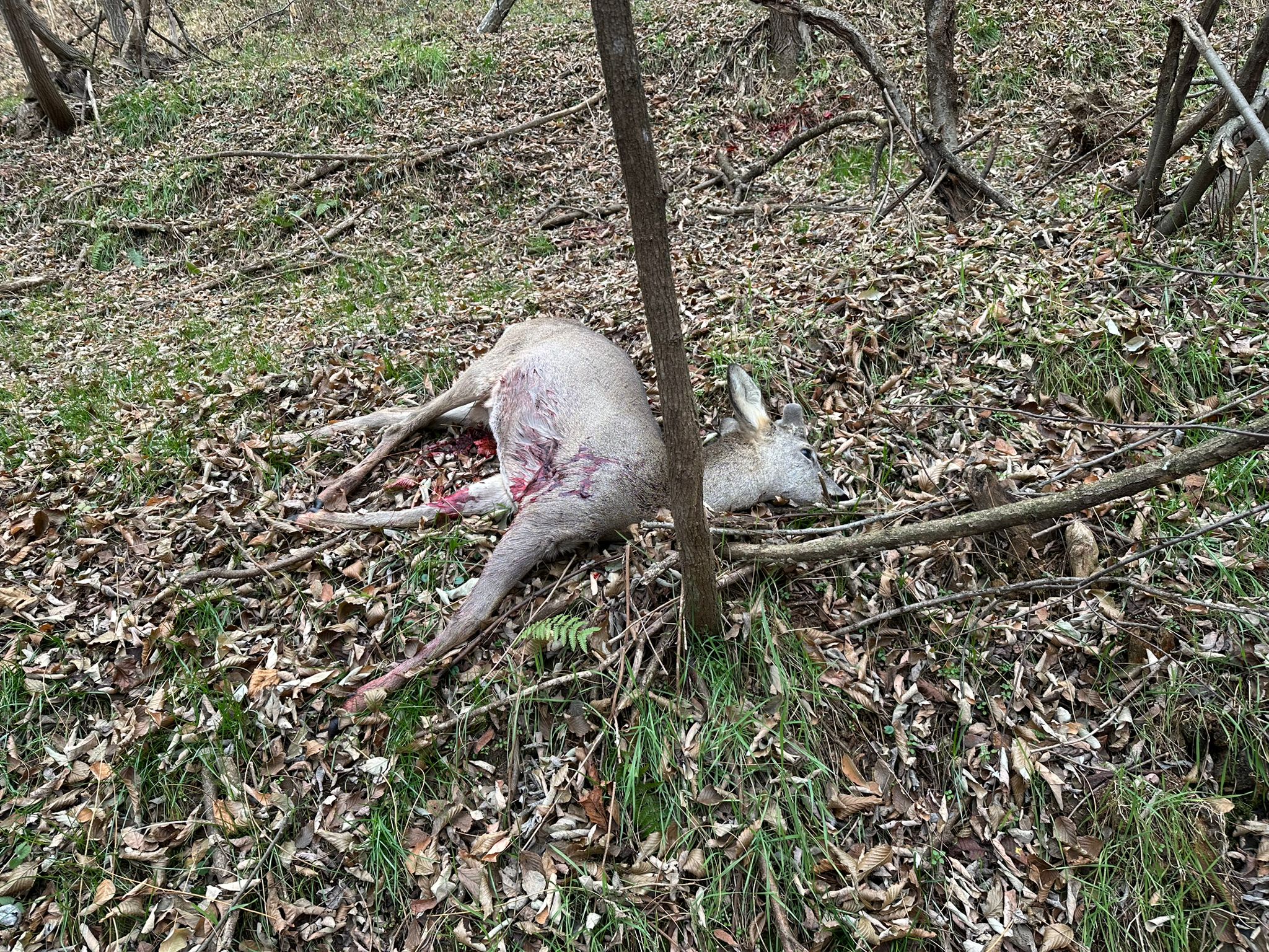 Capriolo ucciso