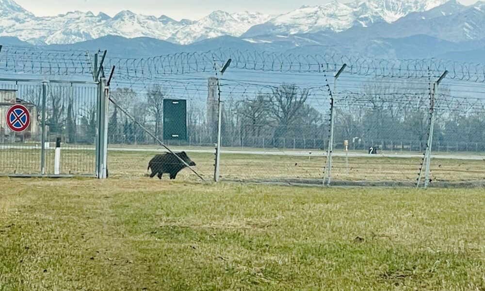 cinghiale a spasso sulla pista