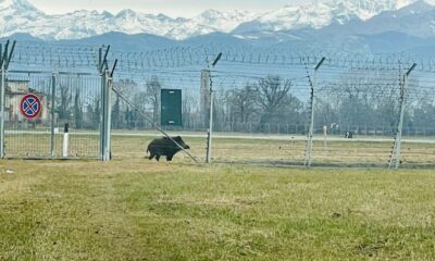 cinghiale a spasso sulla pista