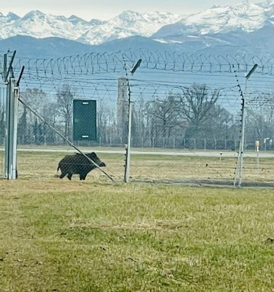 cinghiale a spasso sulla pista