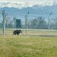 cinghiale a spasso sulla pista