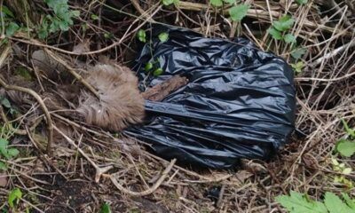 animali morti abbandonati