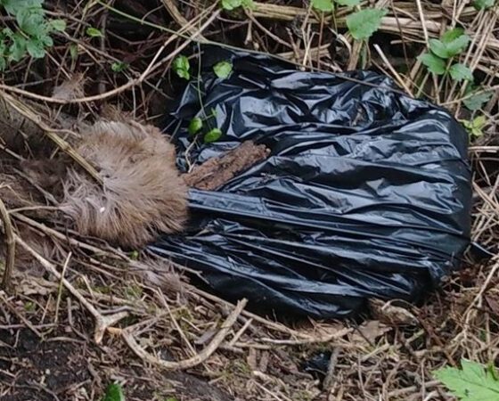 animali morti abbandonati