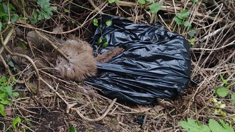 animali morti abbandonati