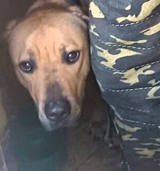 Cane abbandonato al buio, senza acqua e cibo: denunciati i proprietari