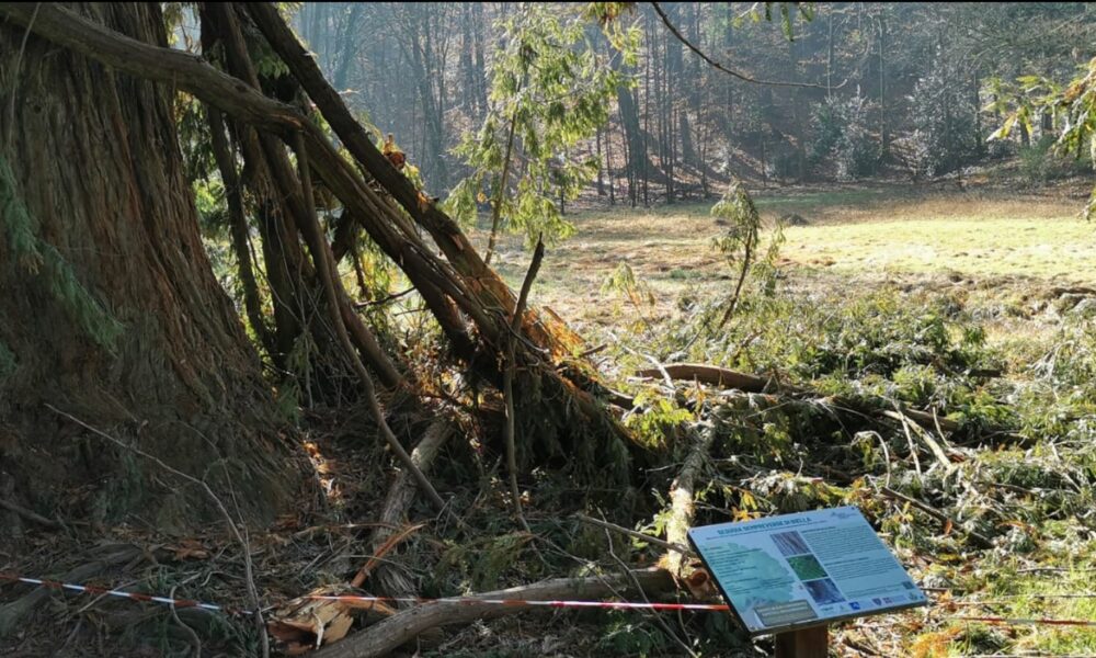 Grido d'aiuto per la sequoia secolare ferita: "Rischia di morire"