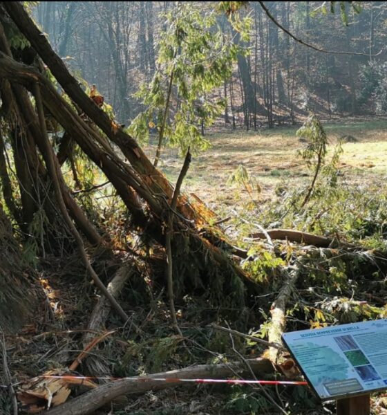 «Tutti insieme per salvare la sequoia ferita»