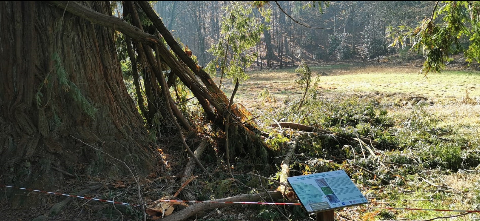 «Tutti insieme per salvare la sequoia ferita»