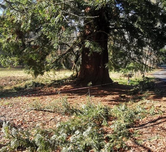 grido d'aiuto per la sequoia