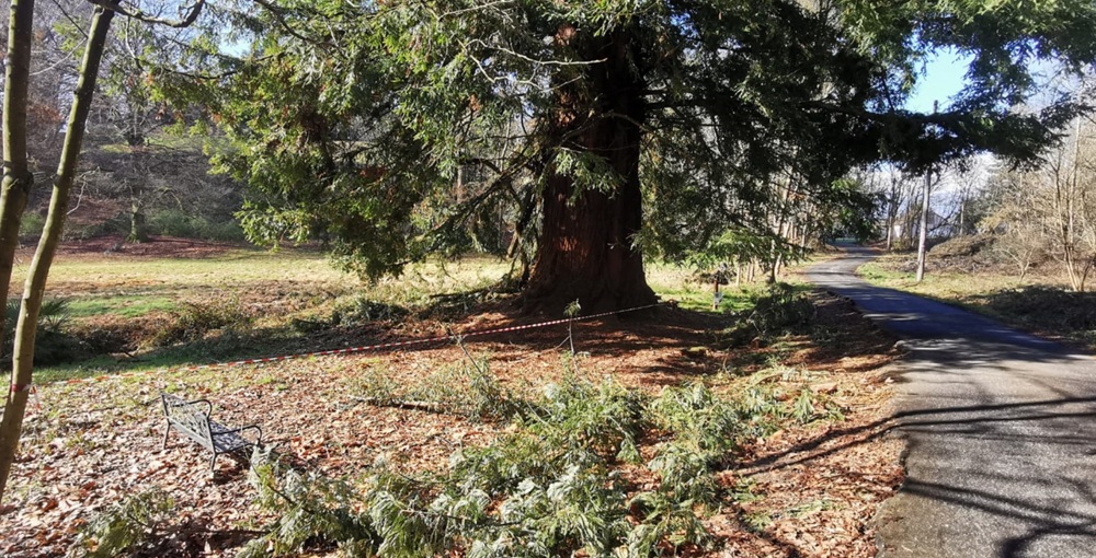 grido d'aiuto per la sequoia