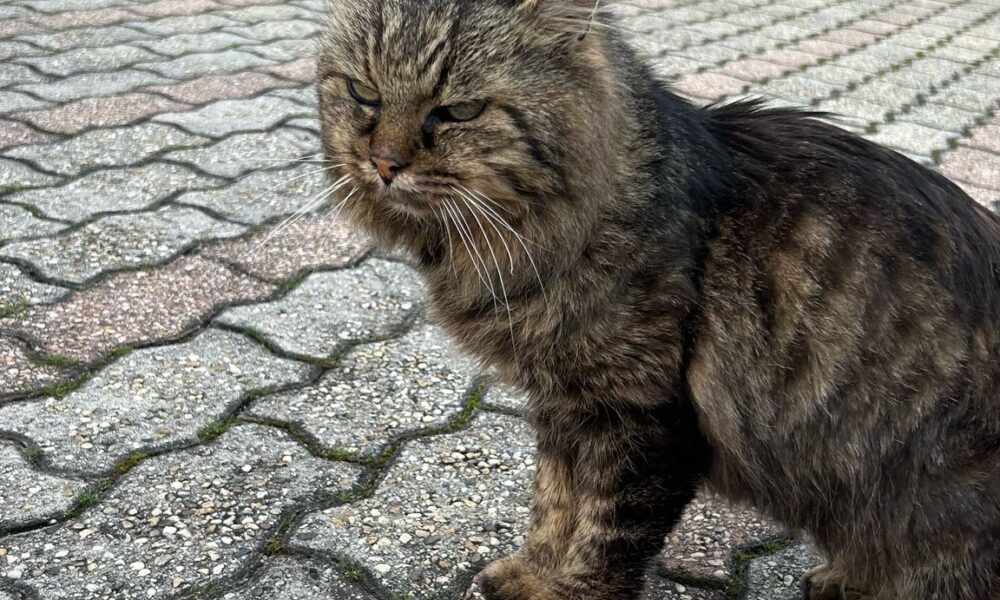 Chii ha perso questo dolcissimo gatto?